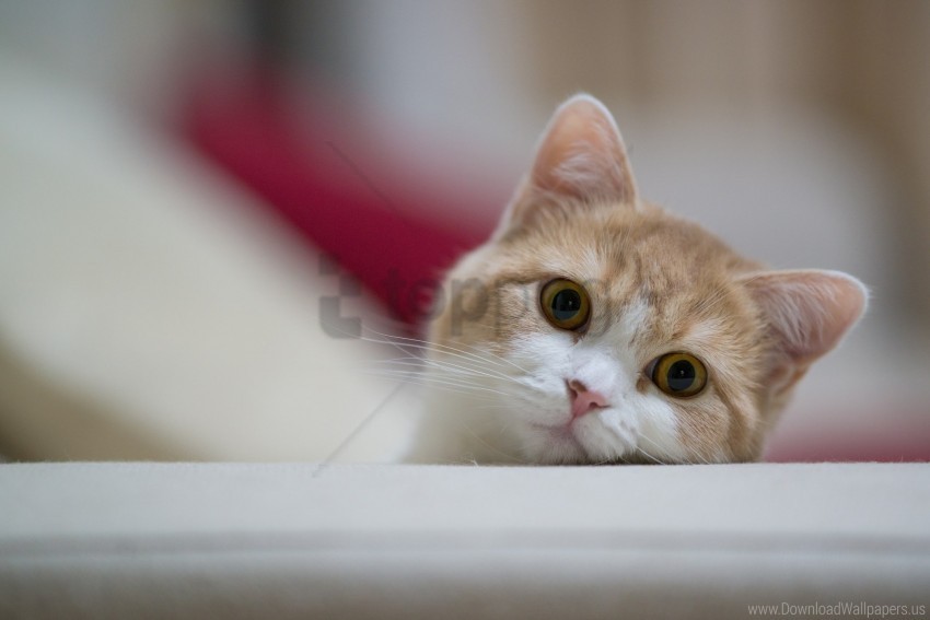 cat eyes muzzle playful wallpaper PNG photos with clear backgrounds