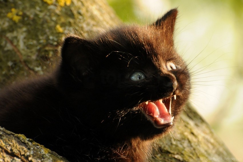 cat face fluffy kitten screaming wallpaper PNG with no bg