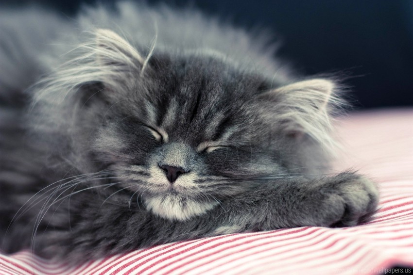 cat face fluffy sleep wallpaper Isolated Character in Transparent PNG Format