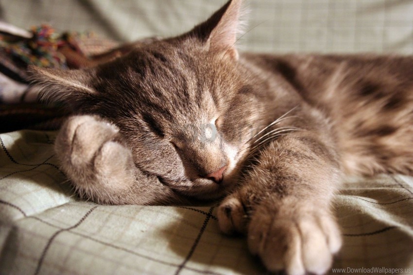 cat face foot sleep wallpaper PNG files with no backdrop wide compilation