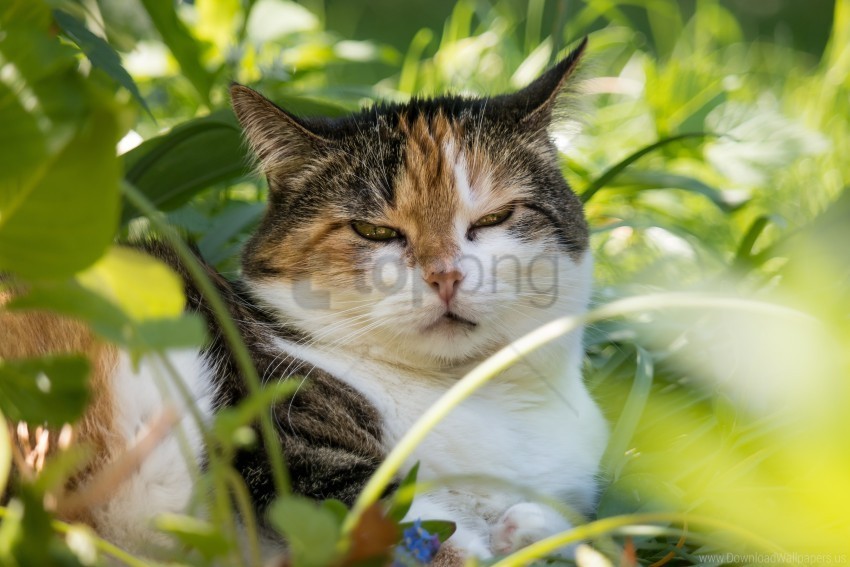 cat face grass sleepy cat wallpaper Isolated Object on Transparent PNG