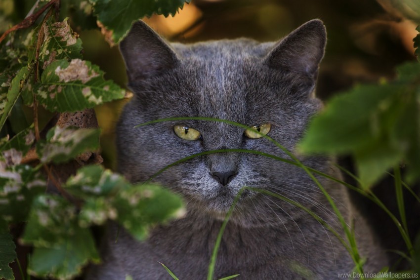 Cat Face Grass Wallpaper PNG Image With Isolated Subject