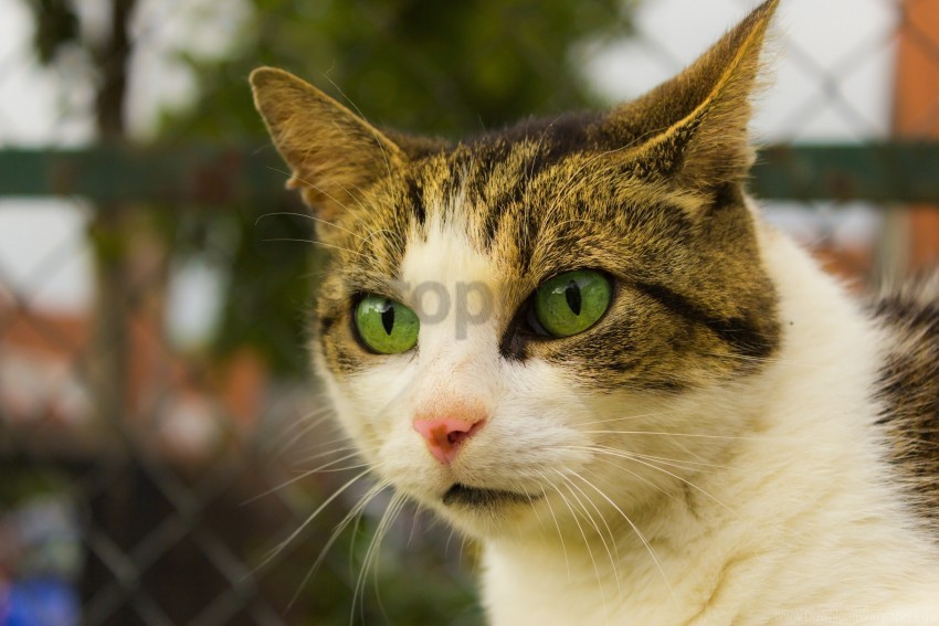 cat face green-eyed spotted wallpaper Isolated Object in Transparent PNG Format