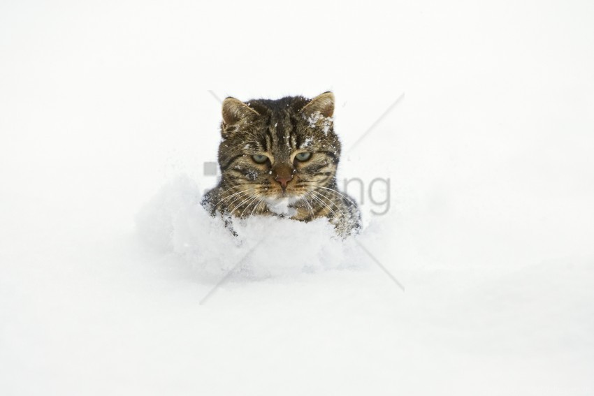 cat face playful snow wallpaper Clear PNG pictures broad bulk
