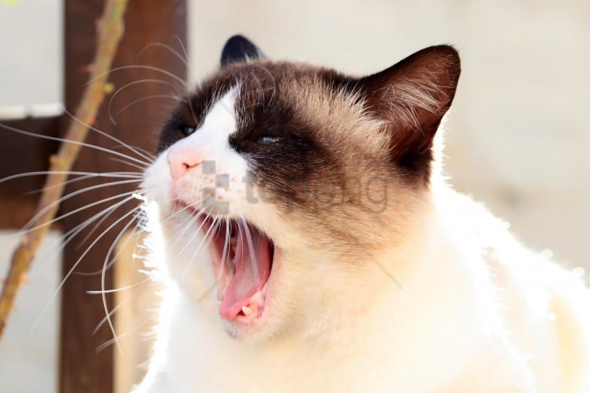 cat face siamese yawn wallpaper PNG images with clear background