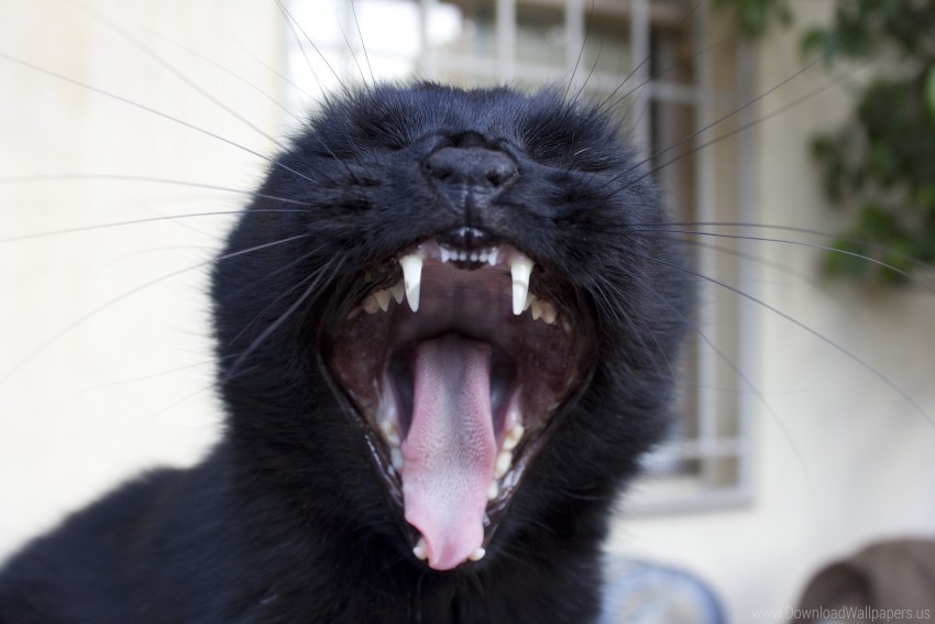 cat face teeth yawn wallpaper Clear background PNGs