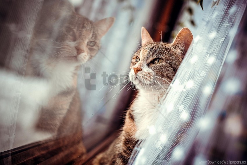 cat face window wallpaper ClearCut Background Isolated PNG Art