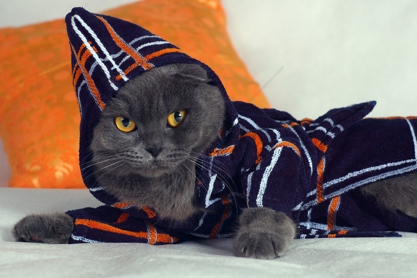 cat fashion gown hood lying wallpaper High-quality PNG images with transparency