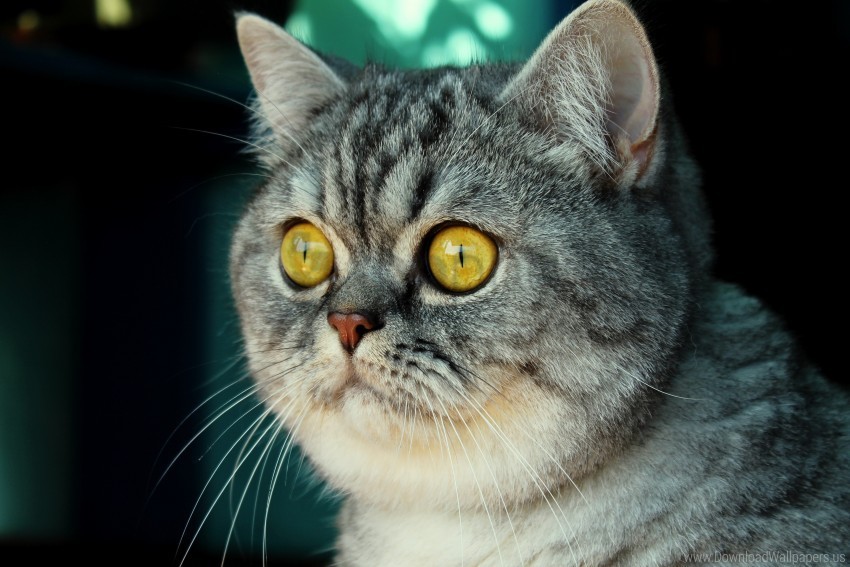 cat fear look muzzle striped wallpaper PNG pics with alpha channel