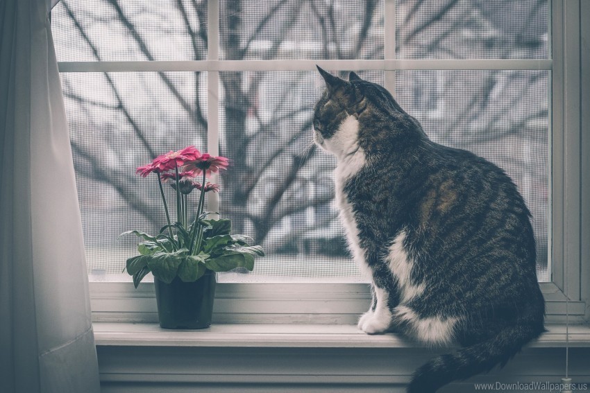 cat flowers window windowsill wallpaper Transparent Background Isolation in PNG Image