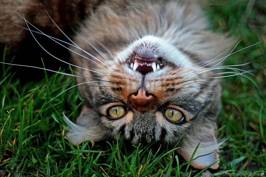 cat fluffy funny grass lie muzzle wallpaper PNG pictures with no backdrop needed
