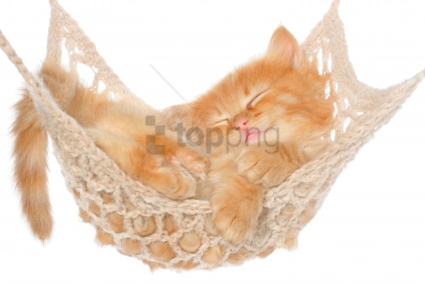 cat fluffy hammock kitten red wallpaper PNG transparent pictures for editing