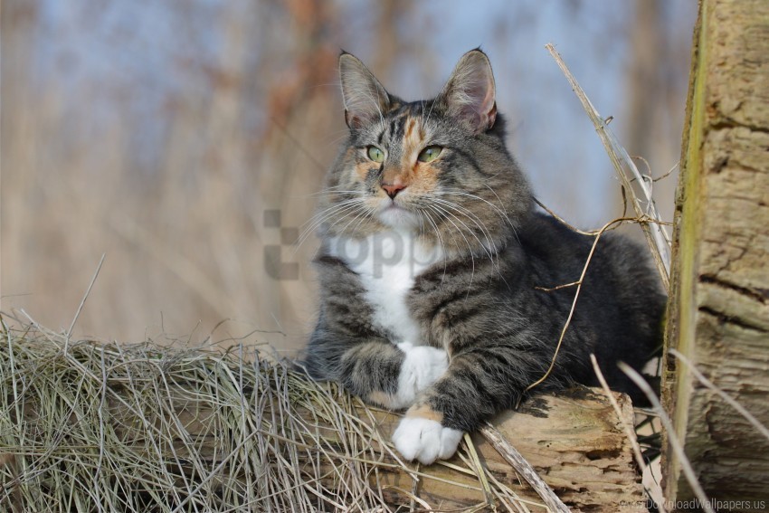 cat fluffy norwegian forest cat wallpaper Transparent Background Isolated PNG Character