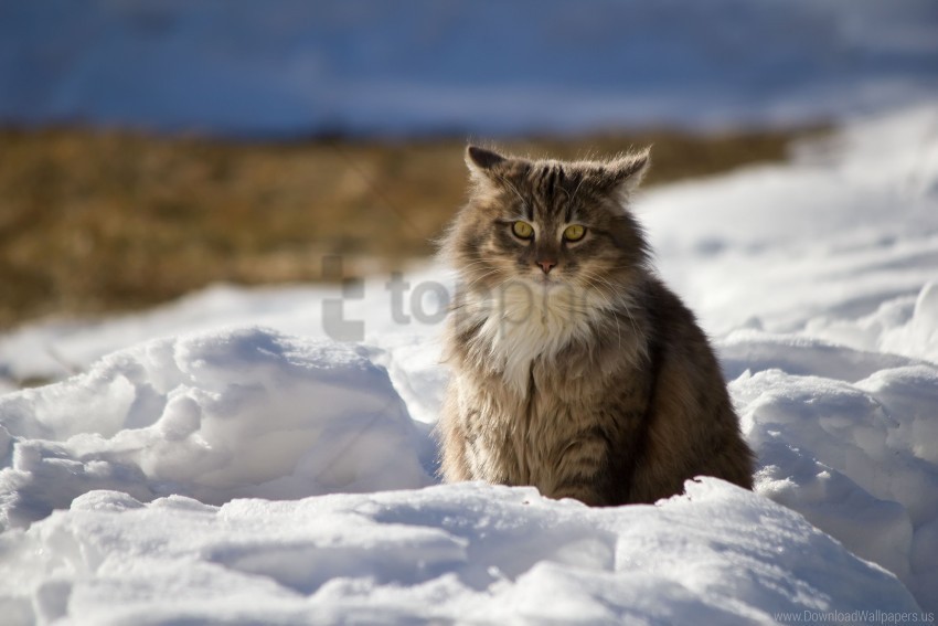 cat fluffy snow winter wallpaper PNG with no background for free