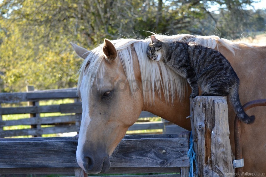 cat friendship horse wallpaper Transparent PNG photos for projects