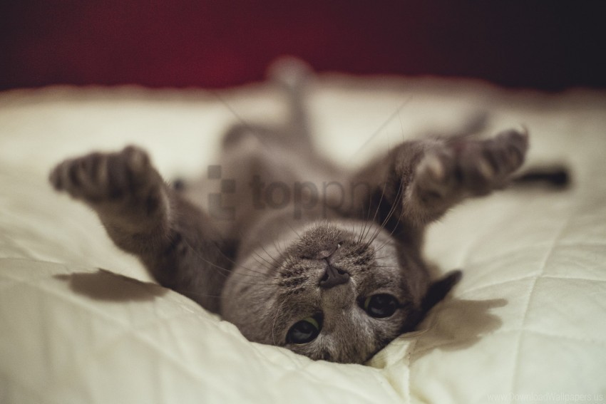 cat funny lying playful wallpaper PNG Image Isolated with HighQuality Clarity