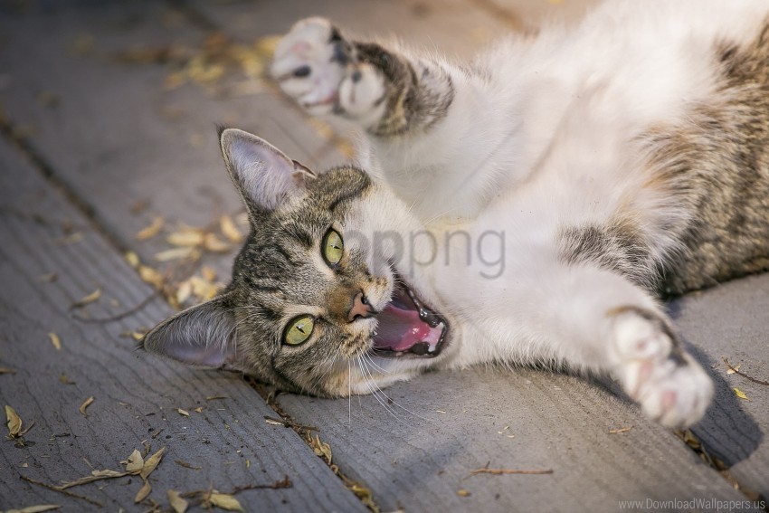 cat funny paws playful wallpaper PNG Graphic with Transparency Isolation