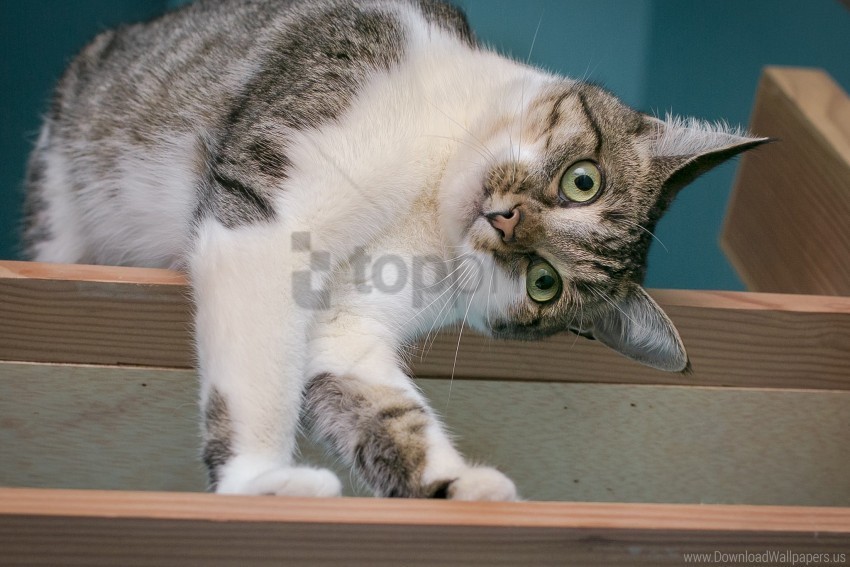 cat funny playful spotted wallpaper PNG with no cost