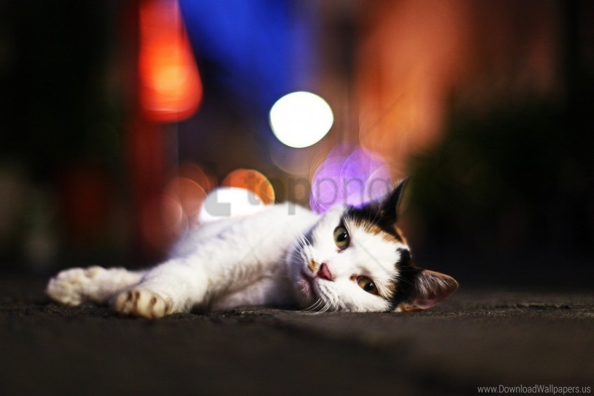 Cat Glare Lying Sleepy Wallpaper PNG Free Transparent