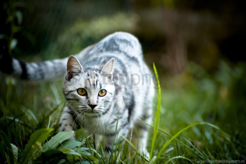 cat grass gray striped walk wallpaper PNG Image Isolated with Clear Background