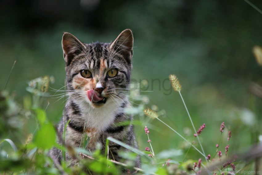 cat grass lick wallpaper Clear Background Isolated PNG Graphic