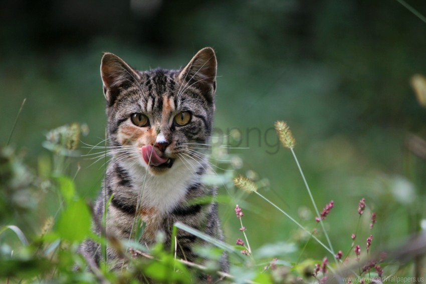 Cat Grass Lick Wallpaper Clear Background Isolated PNG Graphic