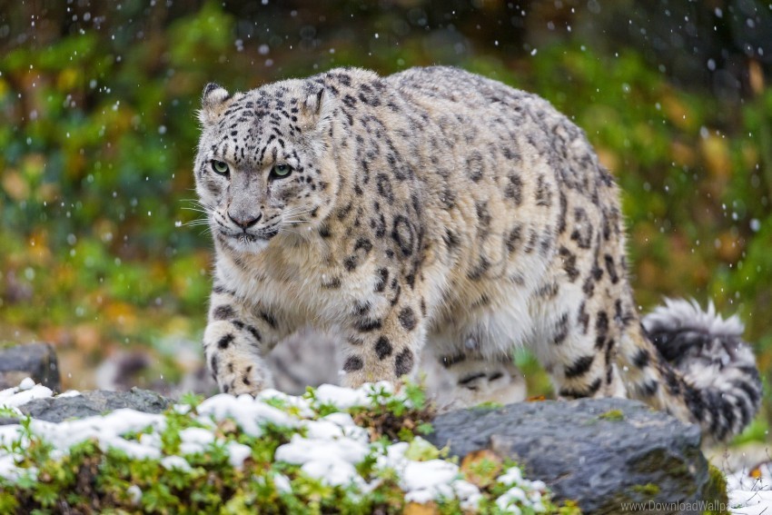 cat grass predator snow snow leopard wallpaper PNG images with no attribution