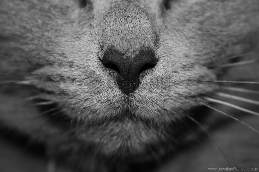 cat gray mustache nose wallpaper PNG pictures without background