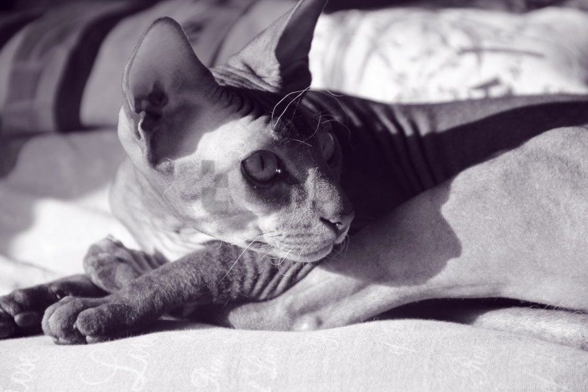 cat hairless shadow sphynx wallpaper High-resolution transparent PNG images set