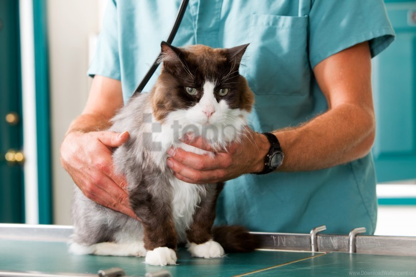 cat hands inspection vet treatment wallpaper Transparent background PNG images complete pack