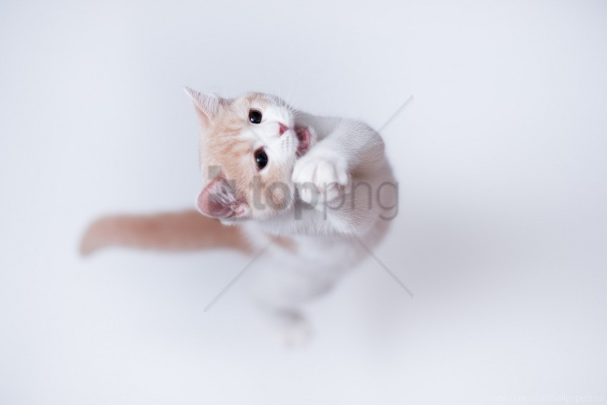 cat jump playful wallpaper Clear image PNG