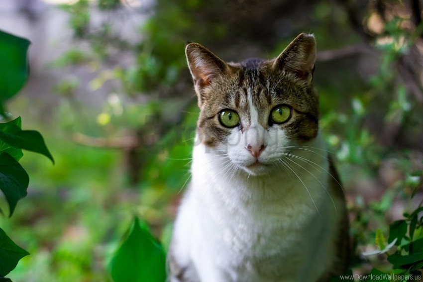 Cat Leaves Muzzle Trees Wallpaper PNG Graphic With Transparent Background Isolation