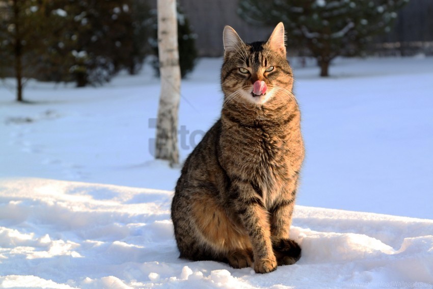 Cat Lick Oneself Snow Winter Wallpaper Transparent PNG Illustration With Isolation