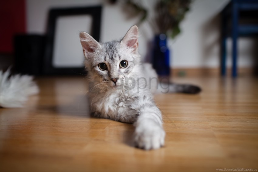 cat lie down paw wallpaper Isolated Subject with Transparent PNG