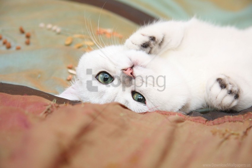 cat lie light little playful wallpaper PNG images with cutout