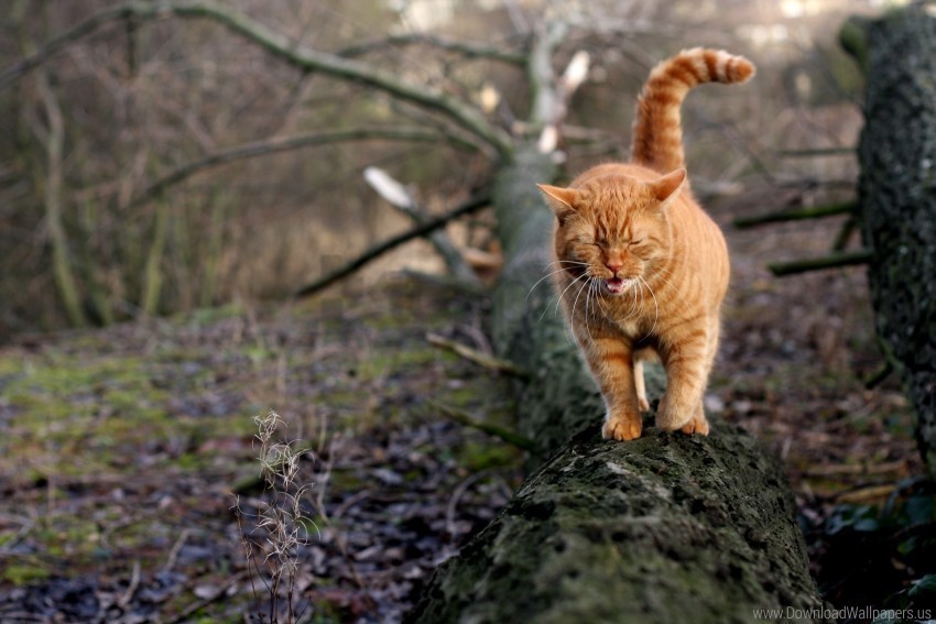 cat log moss walk wallpaper PNG with no background free download
