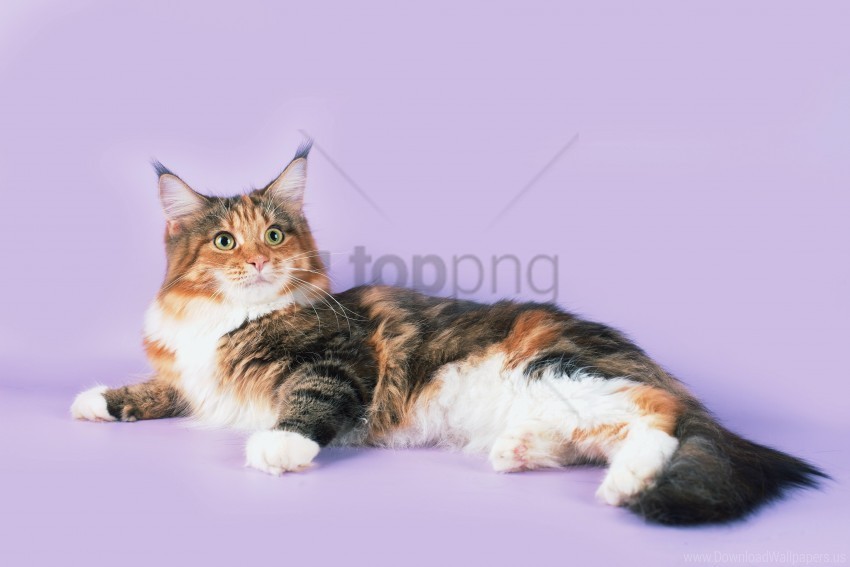 Cat Lying Maine Coon Spotted Wallpaper PNG Photo With Transparency