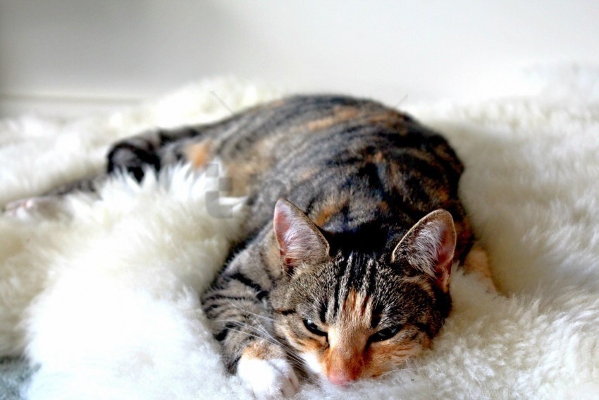 cat lying sleeping striped wallpaper PNG transparent photos vast collection