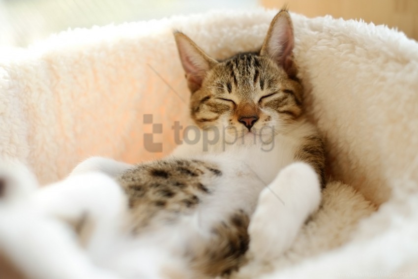 cat lying spotted wallpaper Free PNG