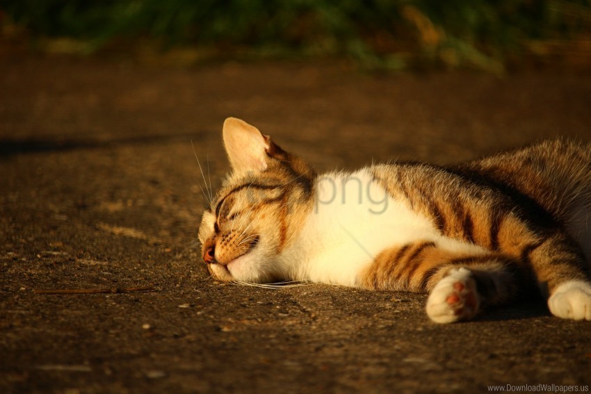 cat lying striped sunlight wallpaper Isolated Item with HighResolution Transparent PNG