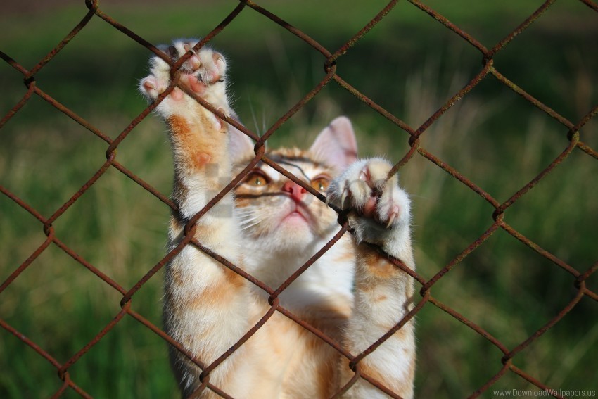 cat mesh paws playful wallpaper PNG transparent images for websites