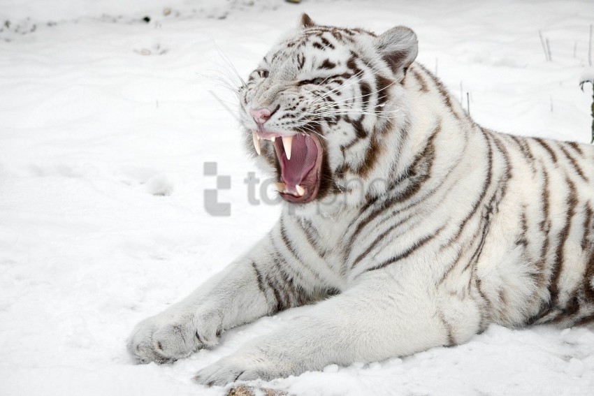 cat mouth predator snow tiger white tiger wallpaper Isolated Icon in Transparent PNG Format