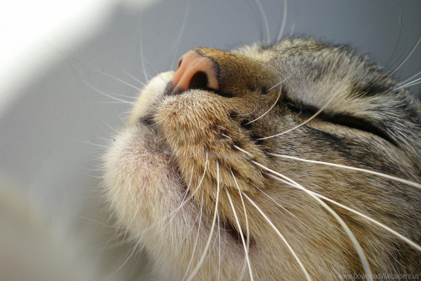 cat mustache muzzle nose tenderness wallpaper PNG transparent graphics for download