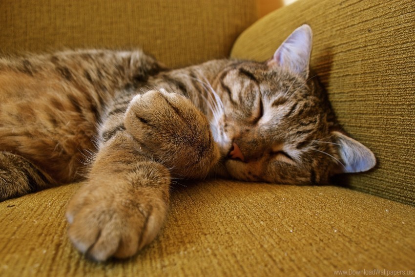 cat muzzle paws sleeping tabby wallpaper PNG images with alpha transparency layer