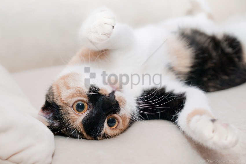 cat playful spotted wallpaper PNG high resolution free