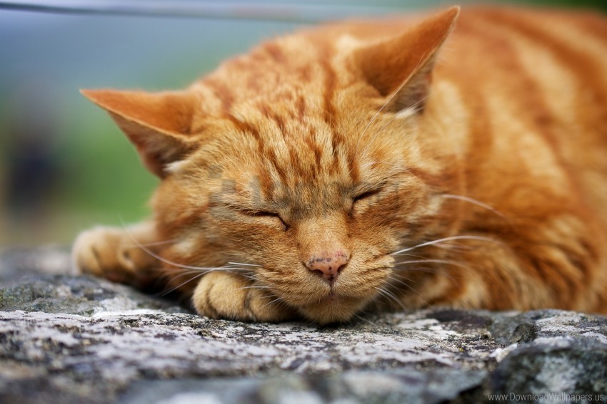 cat red rest sleep wallpaper PNG images with transparent canvas