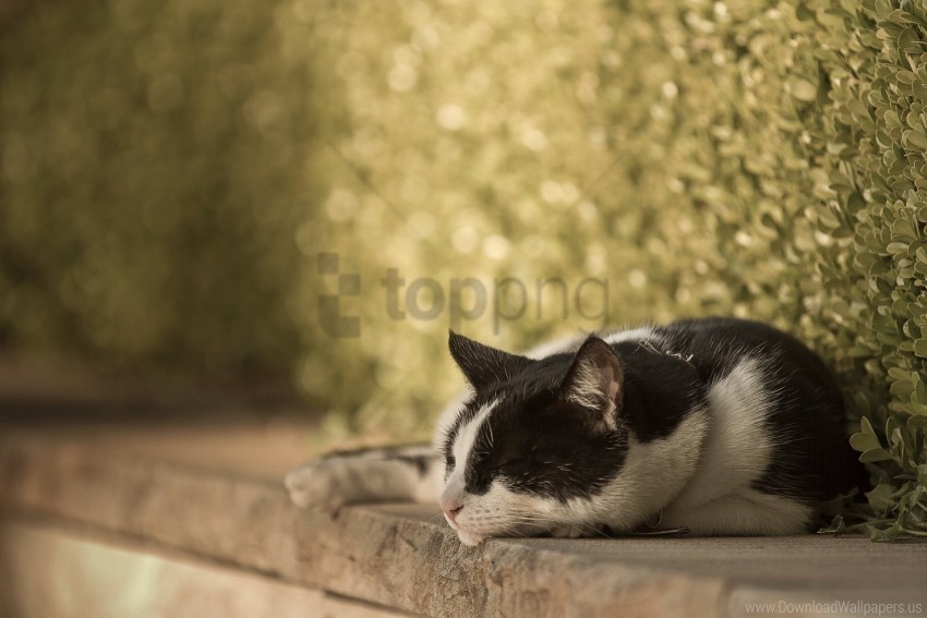 cat rest sleep spotted wallpaper PNG transparent stock images