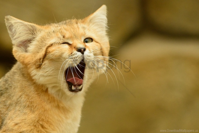 cat sand-dune sand cat wild cat wallpaper PNG transparent images for social media