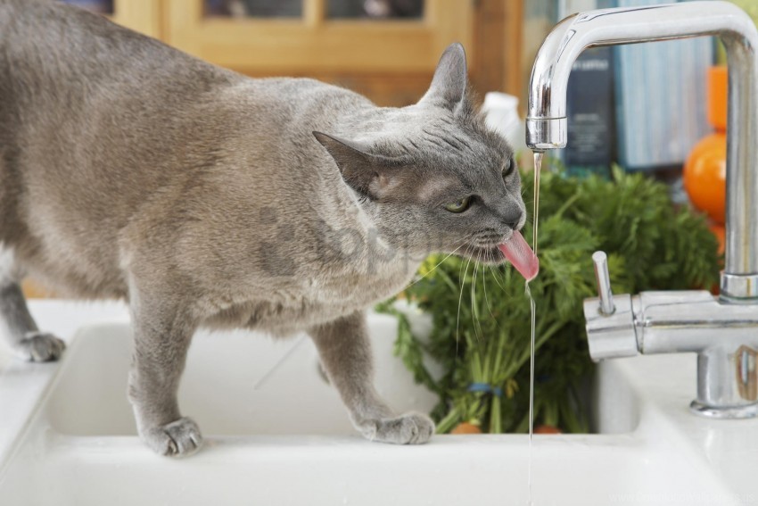 cat tap thirst water wallpaper Free download PNG with alpha channel