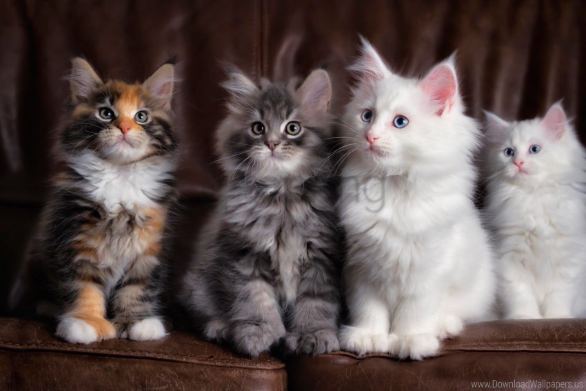 cats colorful cute fluffy kittens wallpaper Isolated Element in Clear Transparent PNG